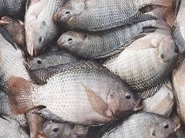 TILAPIA